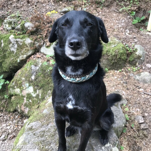 Hund posiert für die Kamera